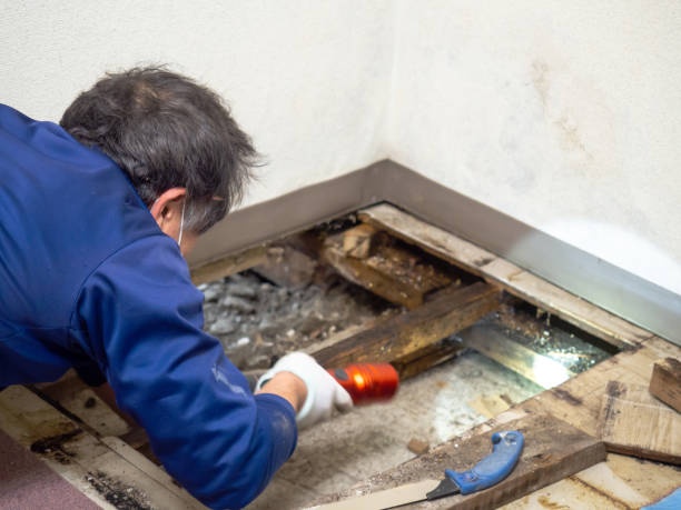 Best Office Mold Removal Services  in Vine Hill, CA