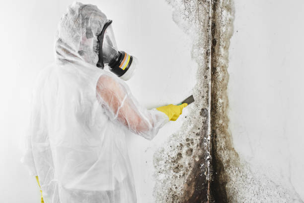 Best Mold Remediation Services  in Vine Hill, CA