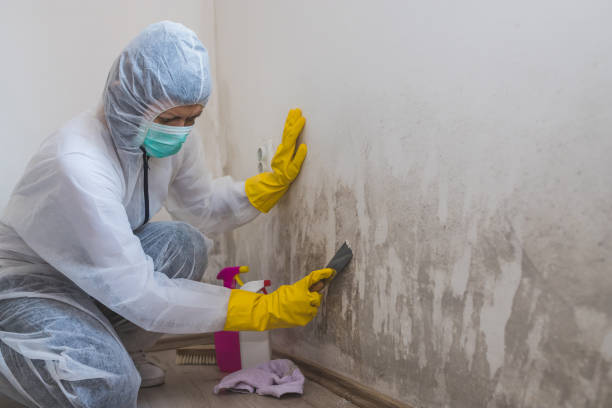 Best Local Mold Removal Service  in Vine Hill, CA