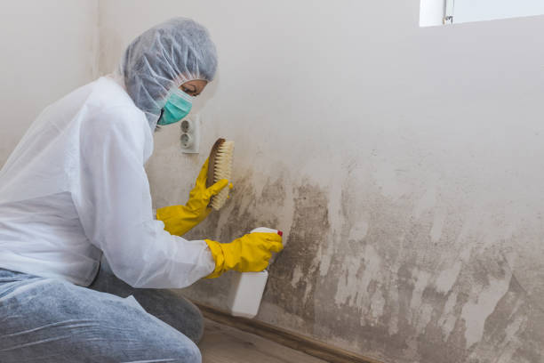 Mold Testing and Removal in Vine Hill, CA