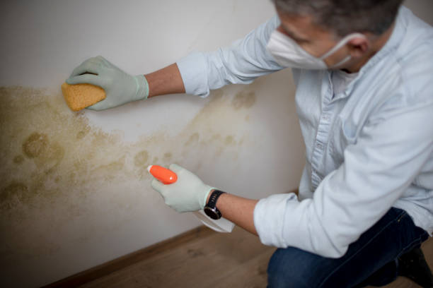 Best Black Mold Removal  in Vine Hill, CA