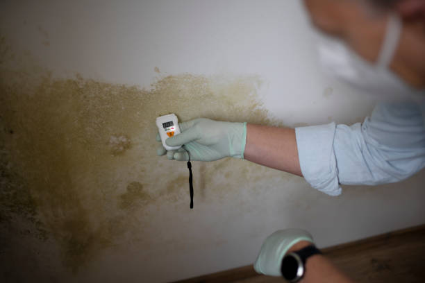 Best Professional Mold Removal  in Vine Hill, CA