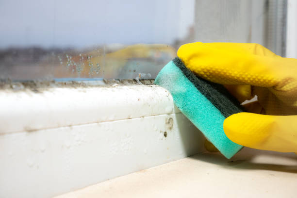Professional Mold Removal in Vine Hill, CA