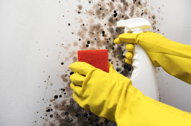 Best Mold Damage Repair  in Vine Hill, CA