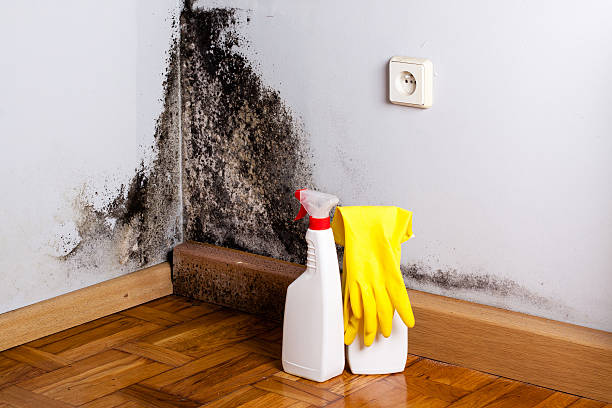 Best Mold Removal Company Near Me  in Vine Hill, CA